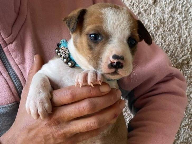 Vuoi adottare un cane a Agrigento?