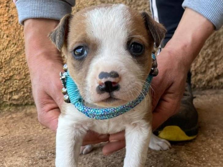 Adotta il cane Giulio a Agrigento