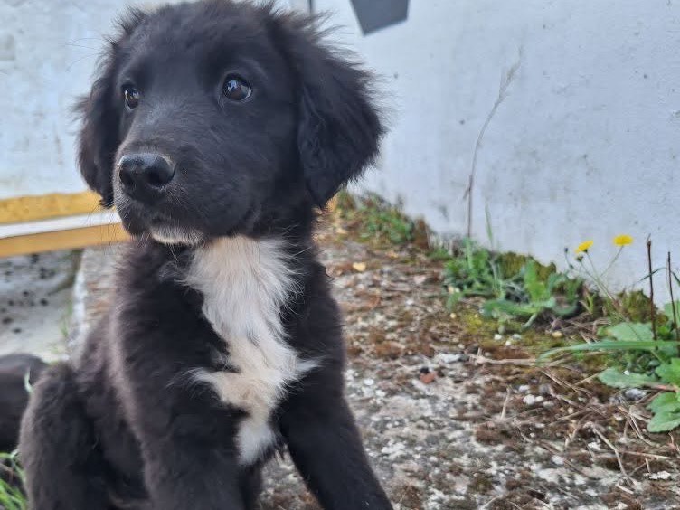 Foto dell'animale
