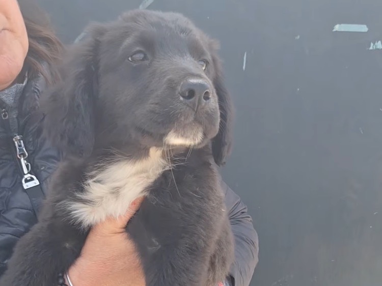 Vuoi adottare un cane a Napoli?