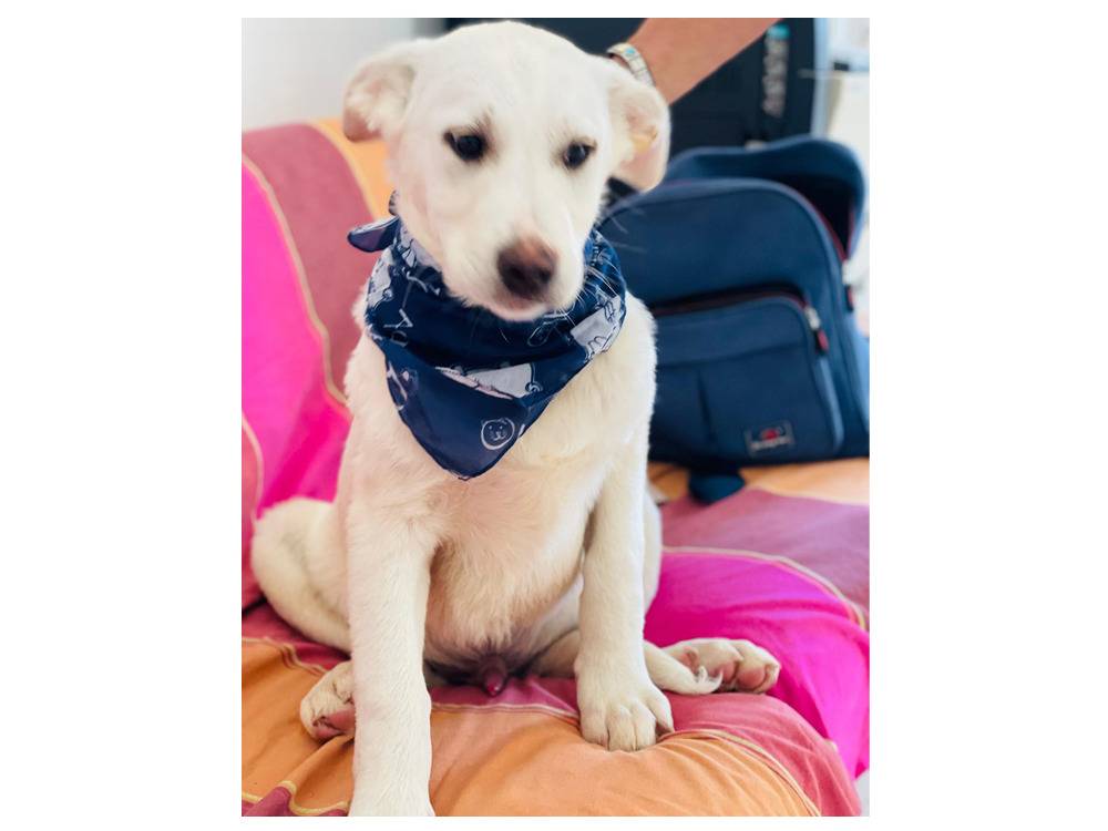 Adotta un cane, maschio, 5 mesi, Trapani