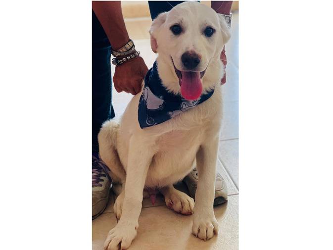 Adotta un cane, taglia media, maschio, Trapani