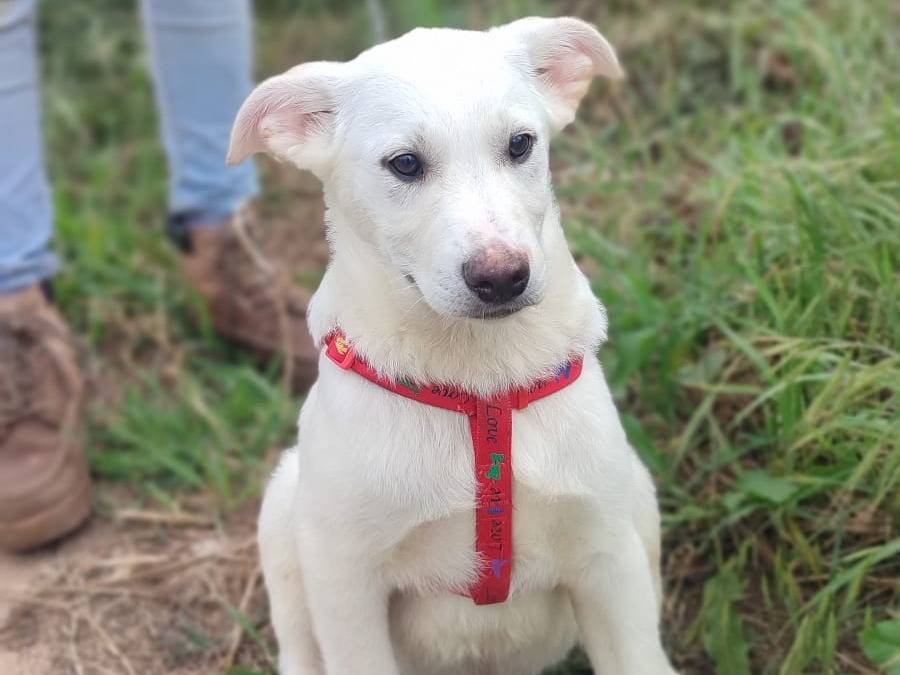 Vuoi adottare un cane a Trapani?