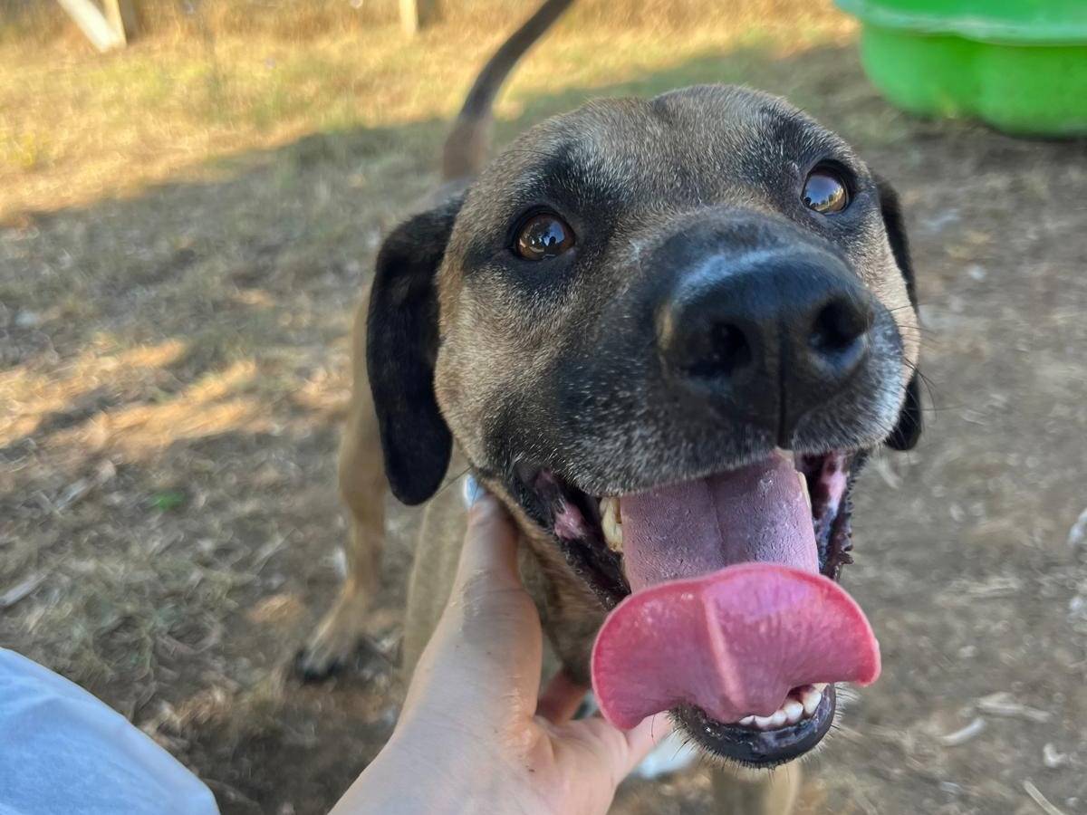 Adotta un cane, maschio, 5 anni  e 10 mesi , Viterbo