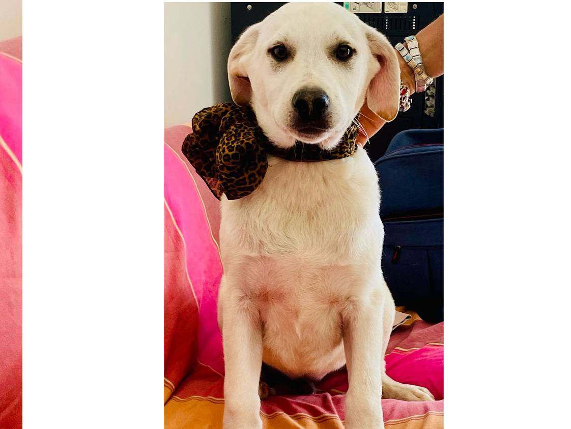 Vuoi adottare un cane a Trapani?