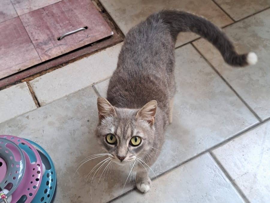 Adotta un cane, taglia piccola, femmina, Taranto