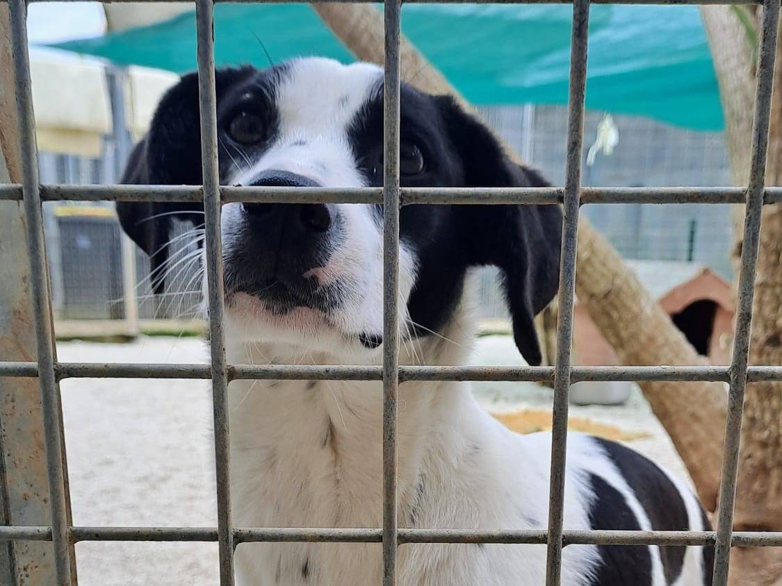 Foto dell'animale