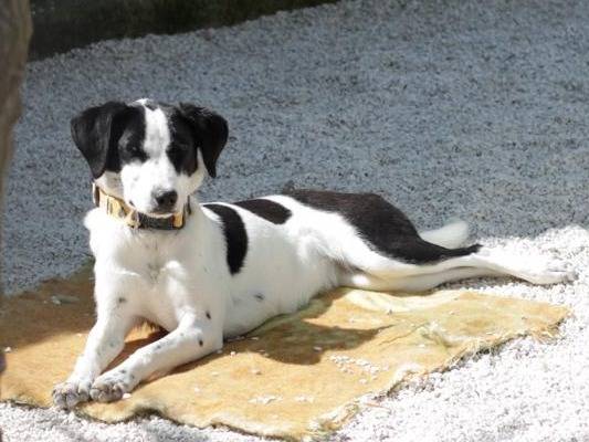 Adotta un cane, taglia piccola, femmina, Taranto