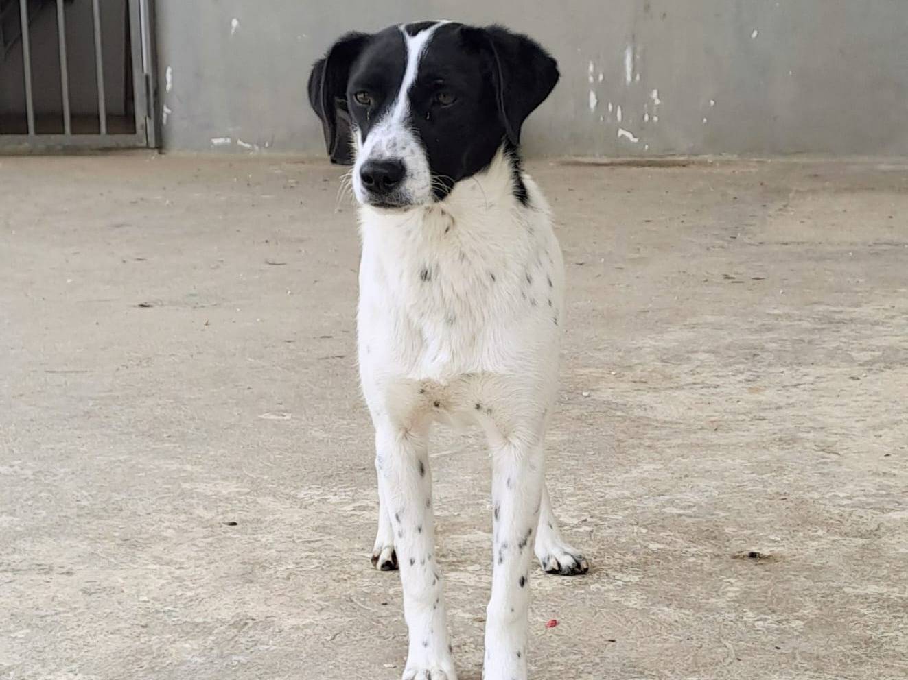 Adotta il cane LULA a Taranto