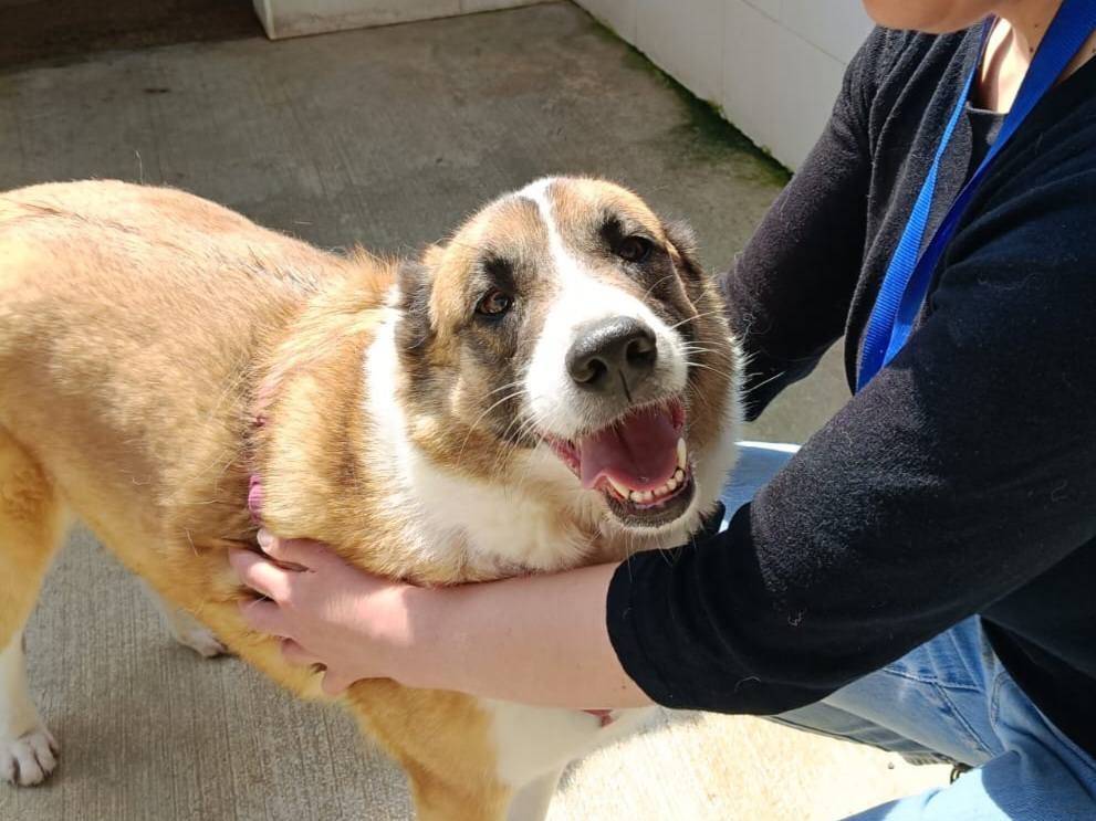 Adozione cane, femmina, Razza sconosciuta Razza sconosciuta, 6 anni e 9 mesi, taglia media, Caserta