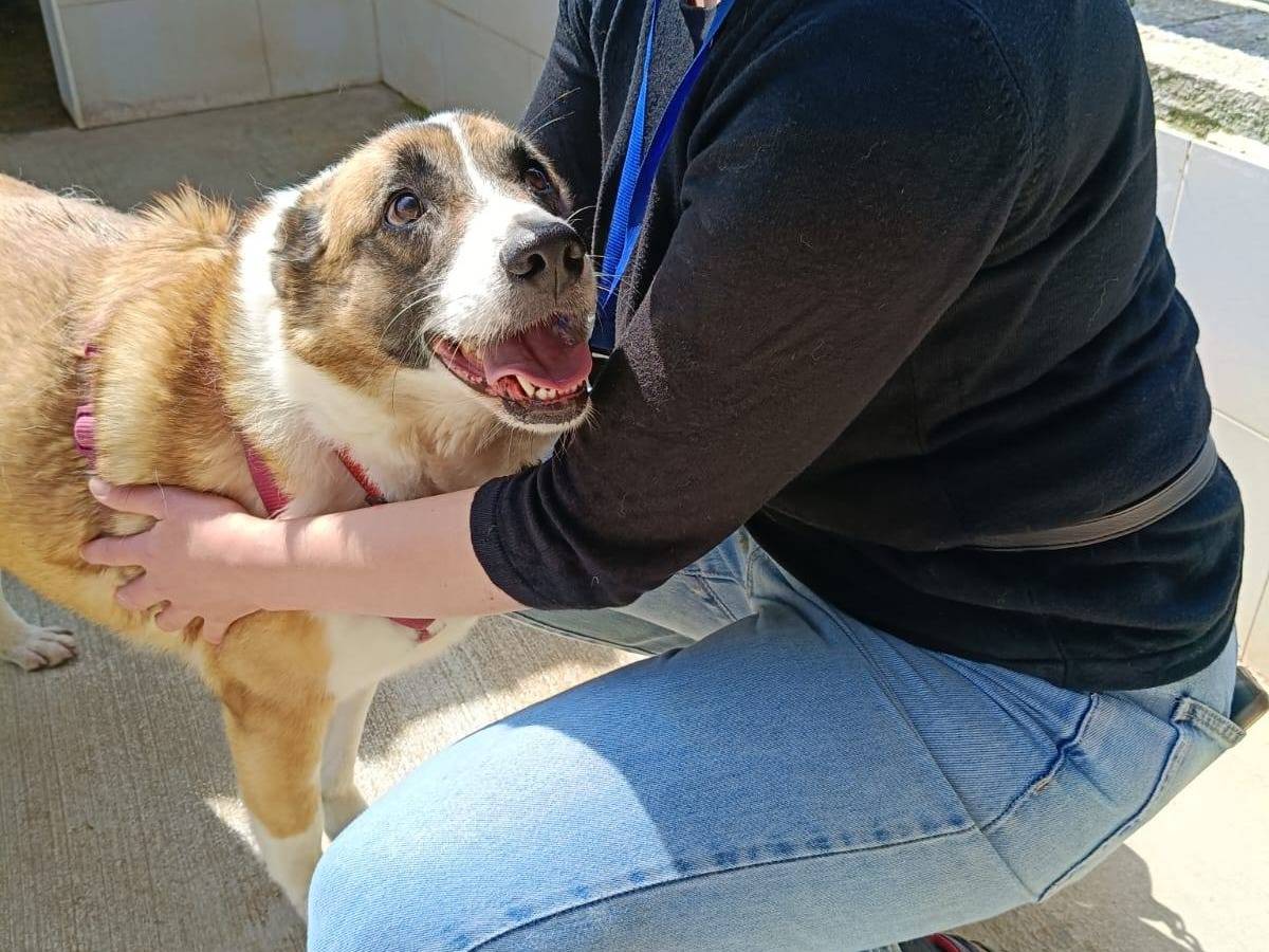 Adotta un cane, femmina, 6 anni e 9 mesi, Caserta
