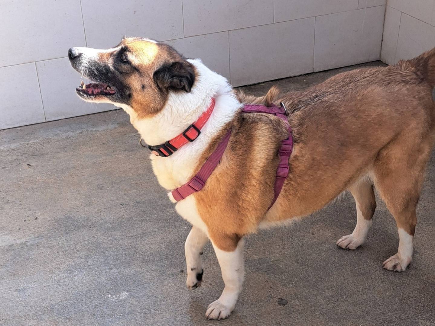 Adotta un cane, taglia media, femmina, Caserta