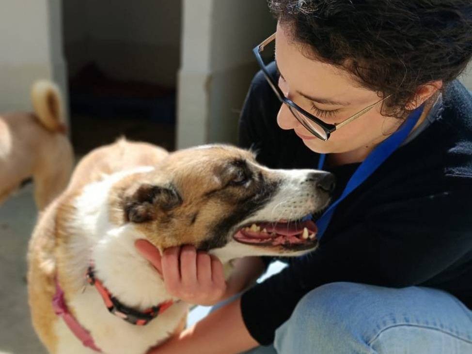 Vuoi adottare un cane a Caserta?