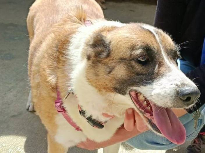 Adotta il cane NAMI a Caserta