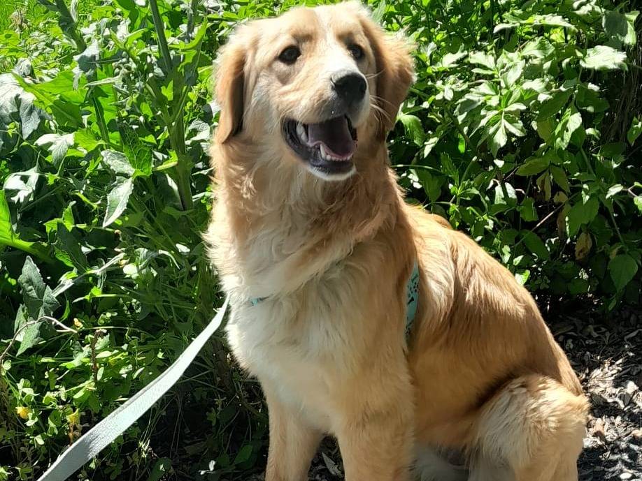 Adotta un cane, femmina, 5 mesi, Vibo