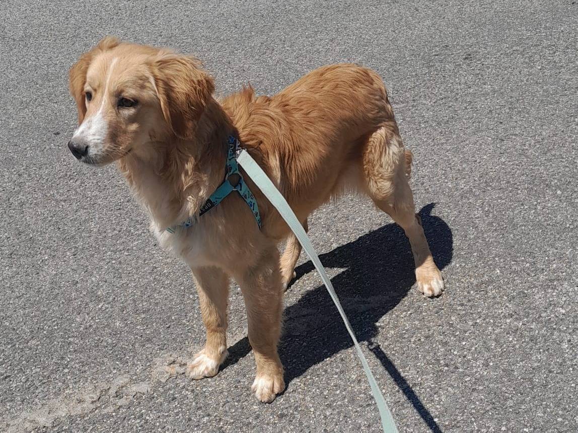 Adotta un cane, taglia media, femmina, Vibo