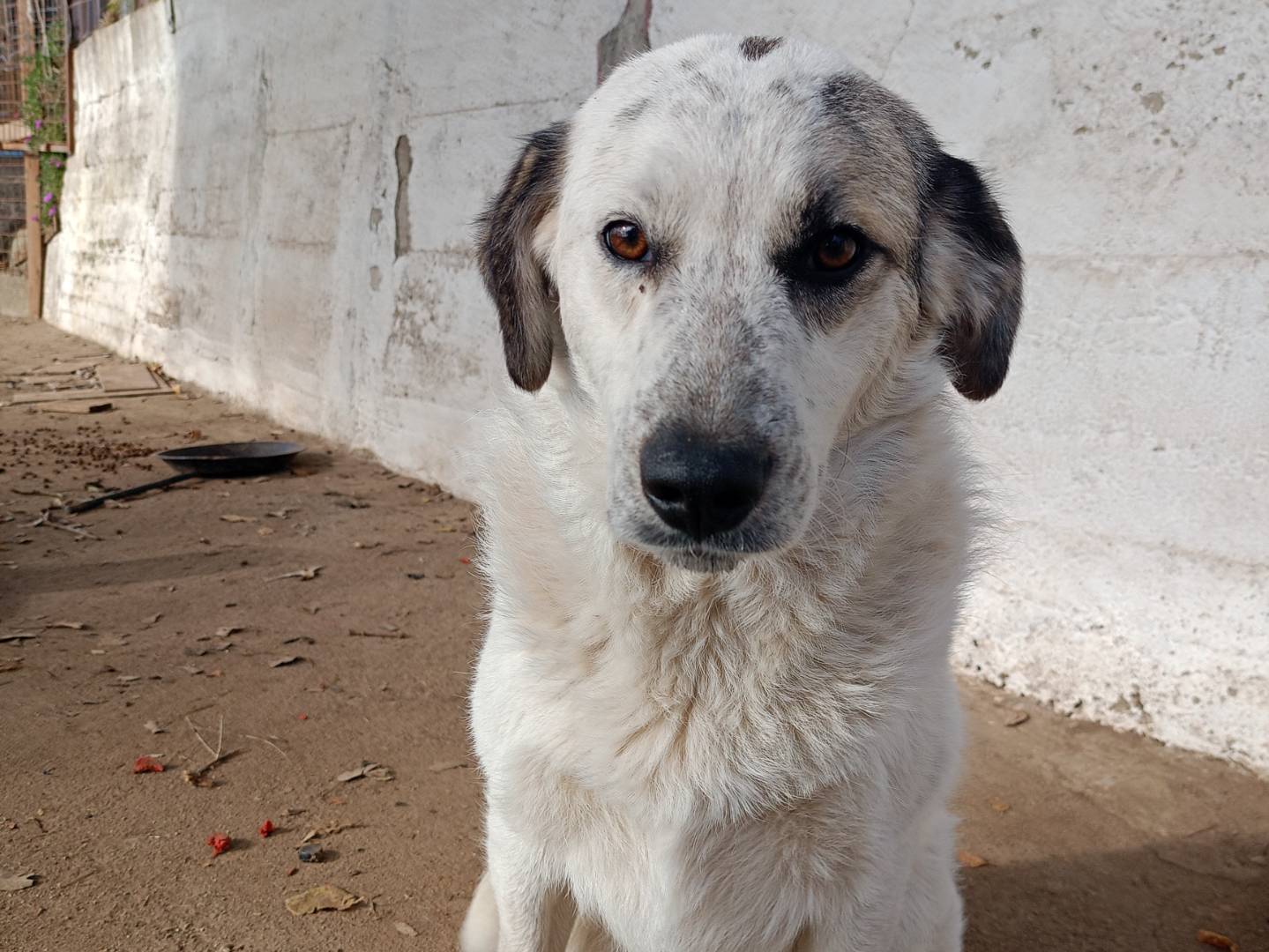 Adozione cane, femmina, Razza sconosciuta Razza sconosciuta, 1 anno e 4 mesi , taglia media contenuta, Catanzaro