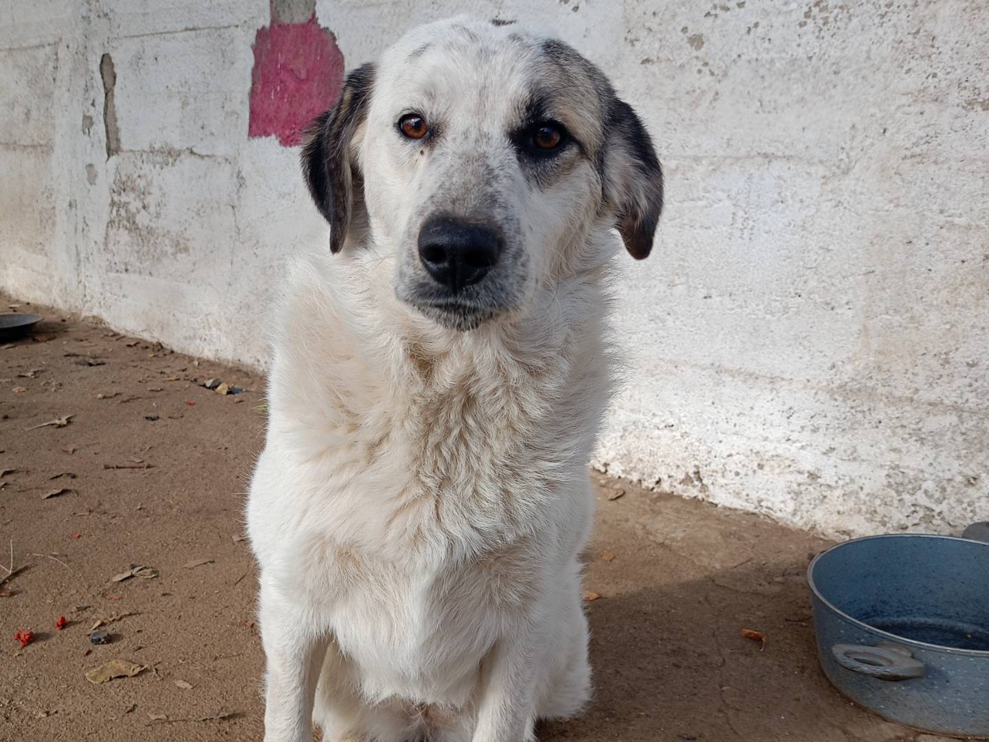 Adotta un cane, femmina, 1 anno e 4 mesi , Catanzaro