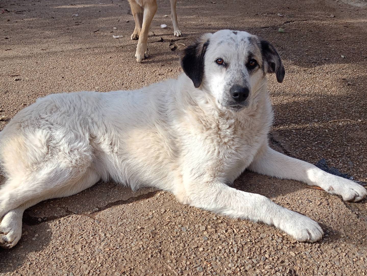 Adotta un cane, taglia media contenuta, femmina, Catanzaro
