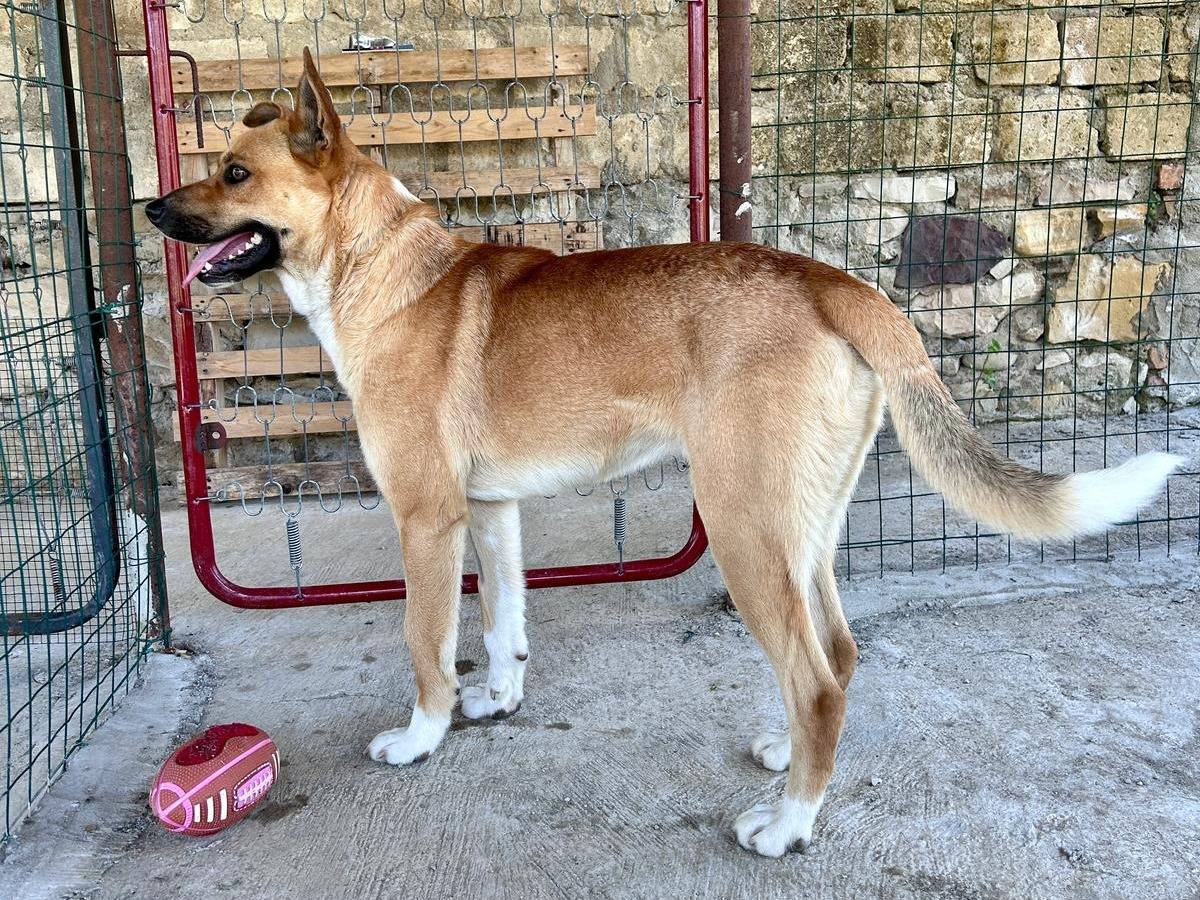 Adotta un cane, taglia media, maschio, Chieti