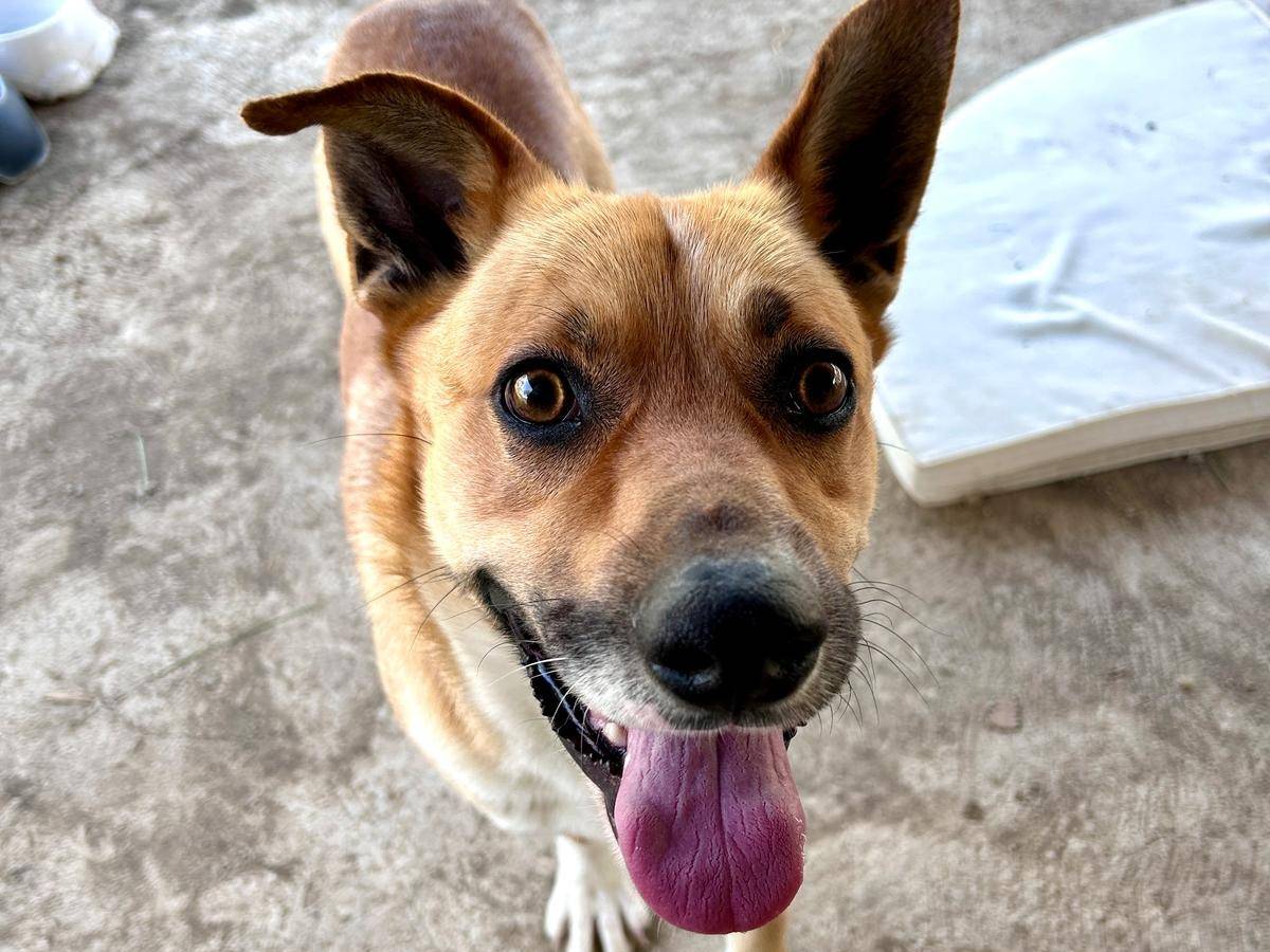 Vuoi adottare un cane a Chieti?
