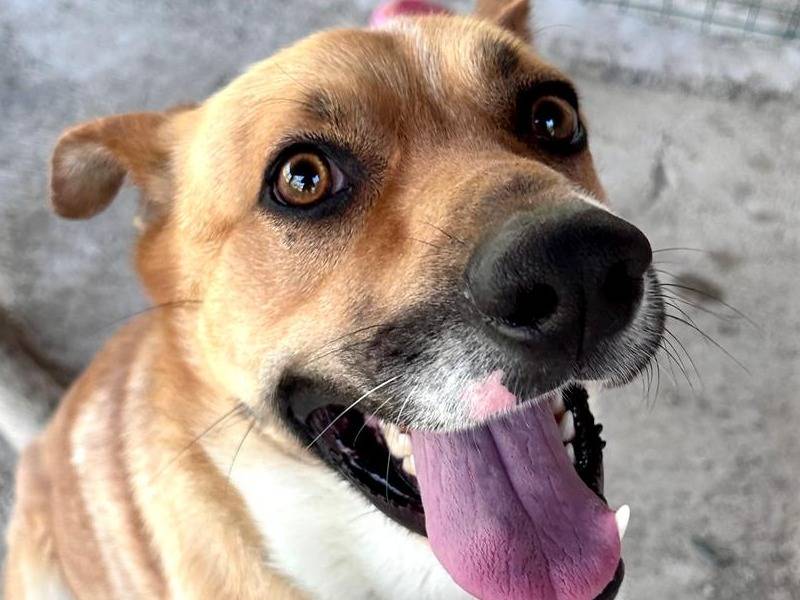 Adotta il cane BUD a Chieti