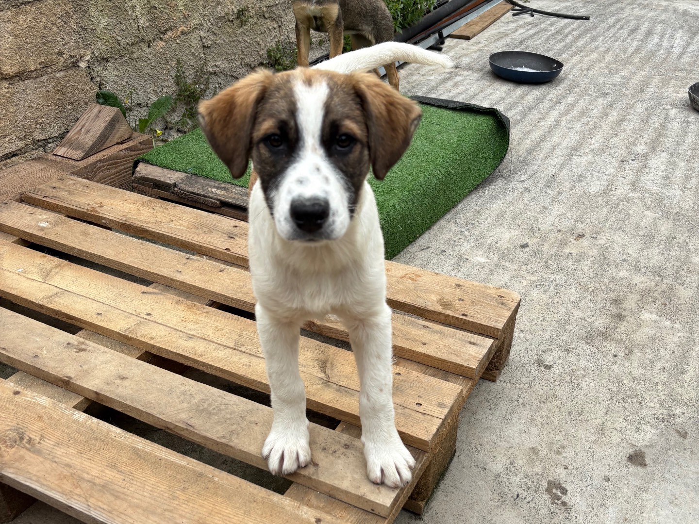Adotta un cane, taglia grande, maschio, Siracusa