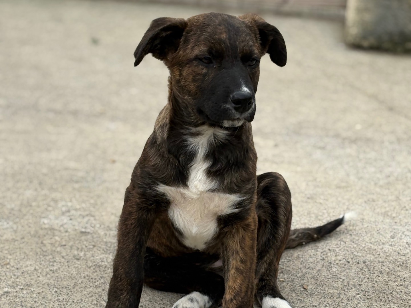 Adotta un cane, femmina, 2 mesi, Siracusa