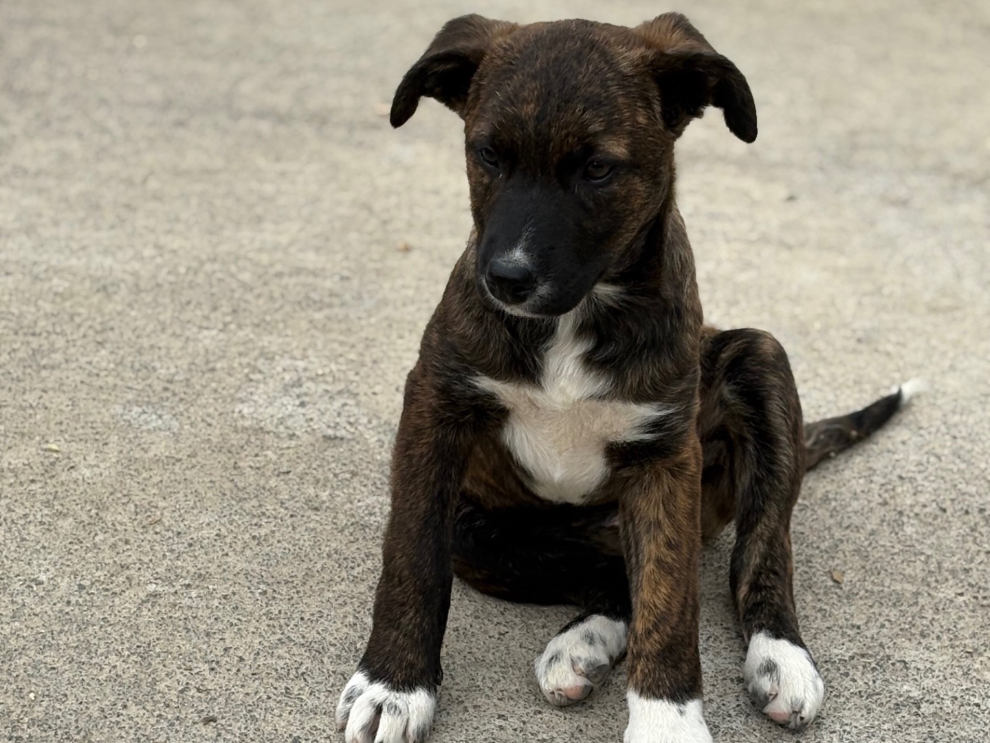Vuoi adottare un cane a Siracusa?
