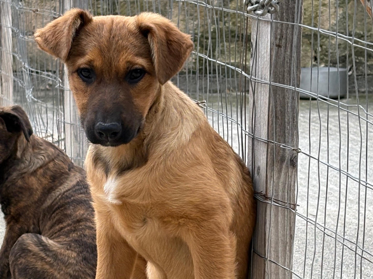 Foto dell'animale