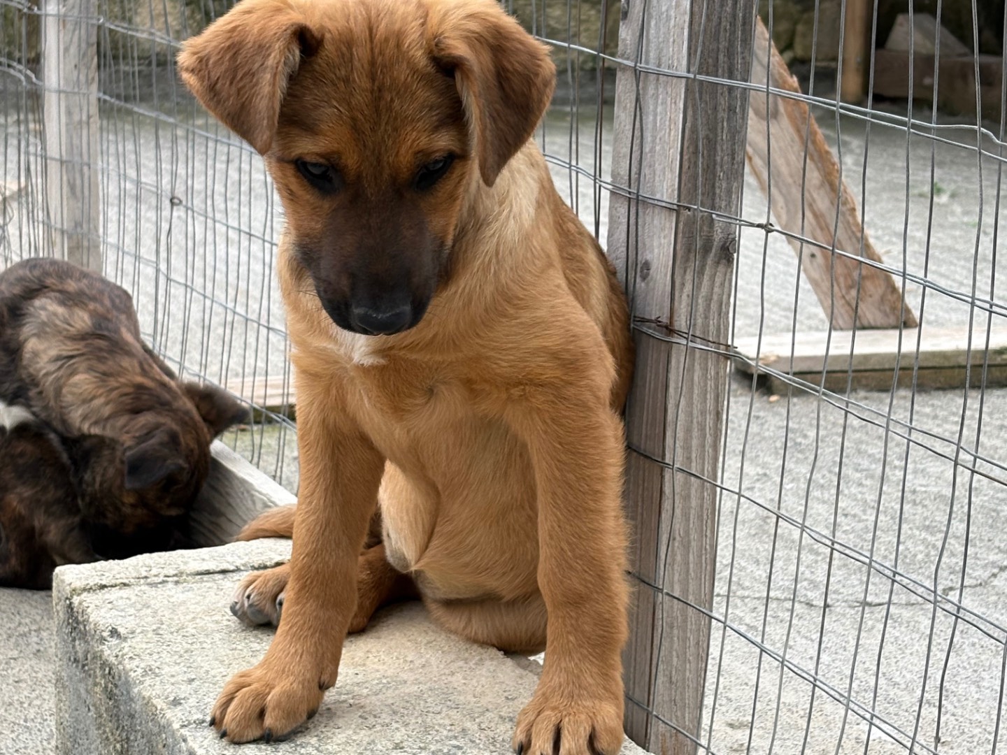 Adotta un cane, femmina, 3 mesi, Siracusa