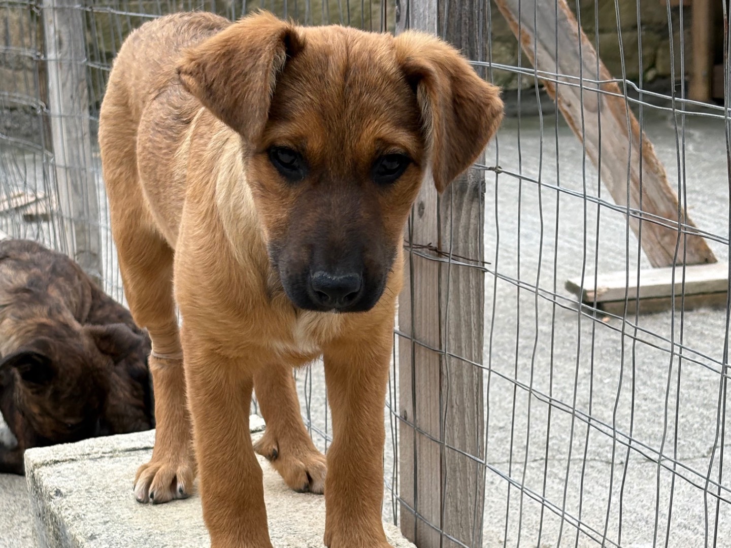 Adotta un cane, taglia media, femmina, Siracusa