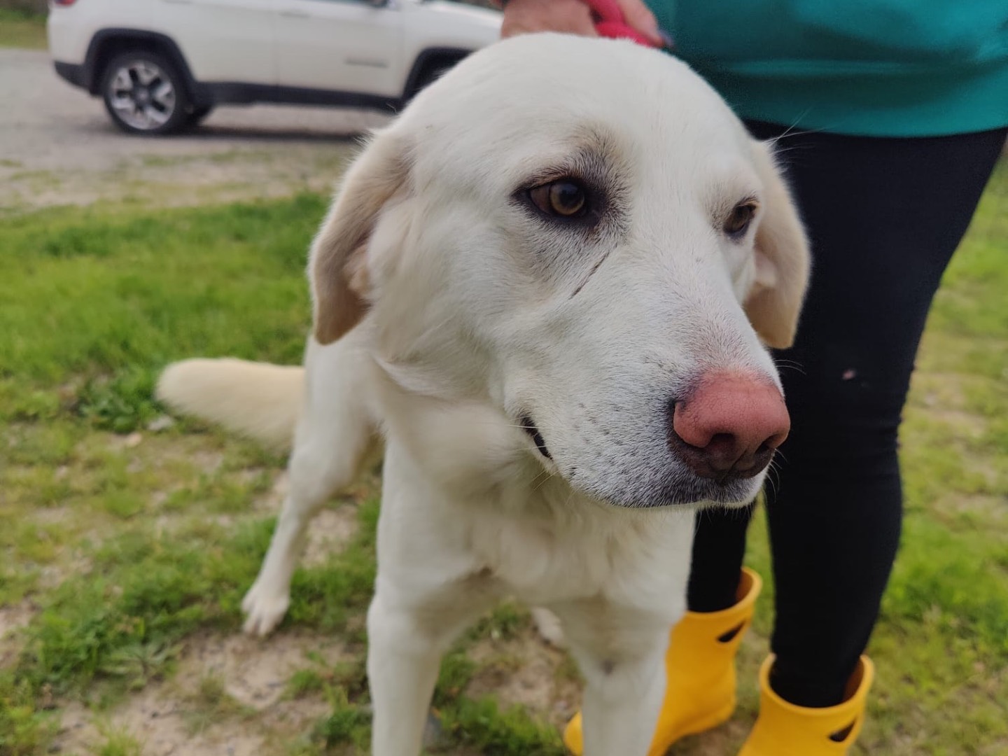 Vuoi adottare un cane a Crotone?