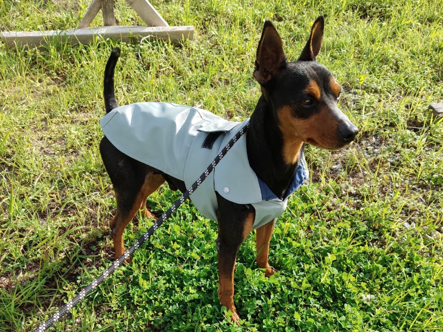 Adotta un cane, maschio, 5 anni , Crotone