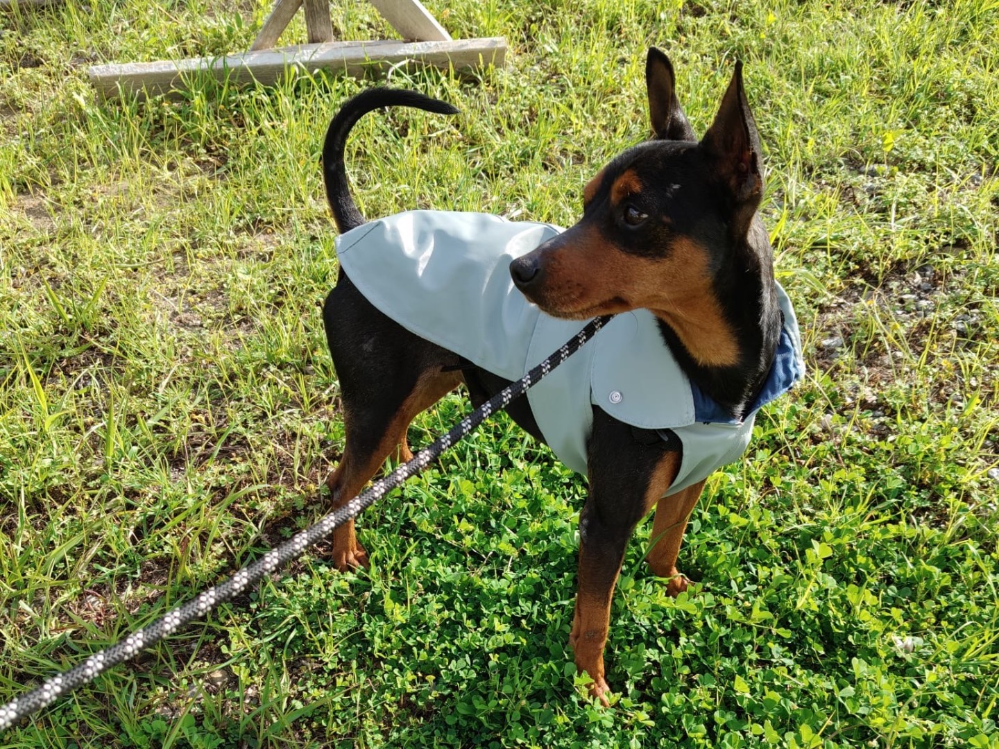 Adotta un cane, taglia piccola, maschio, Crotone