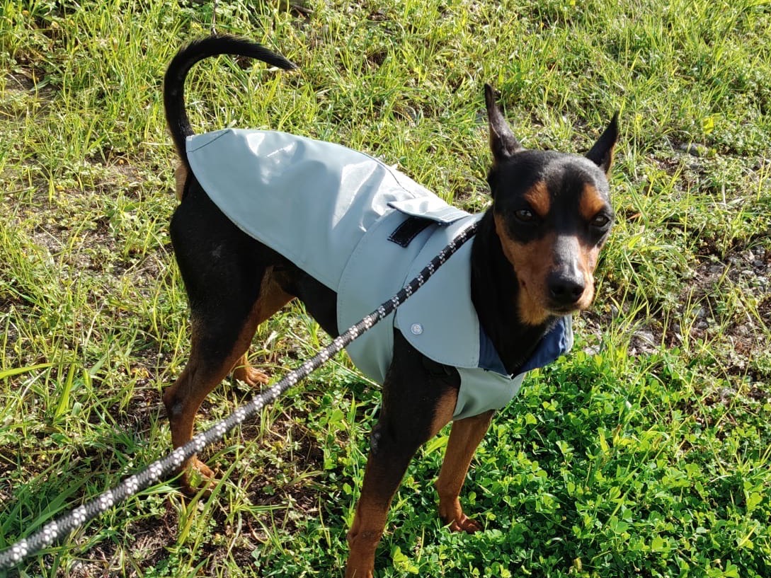 Vuoi adottare un cane a Crotone?