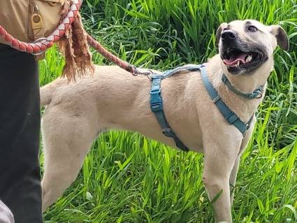 Adotta un cane, femmina, 1 anno e 7 mesi , Milano