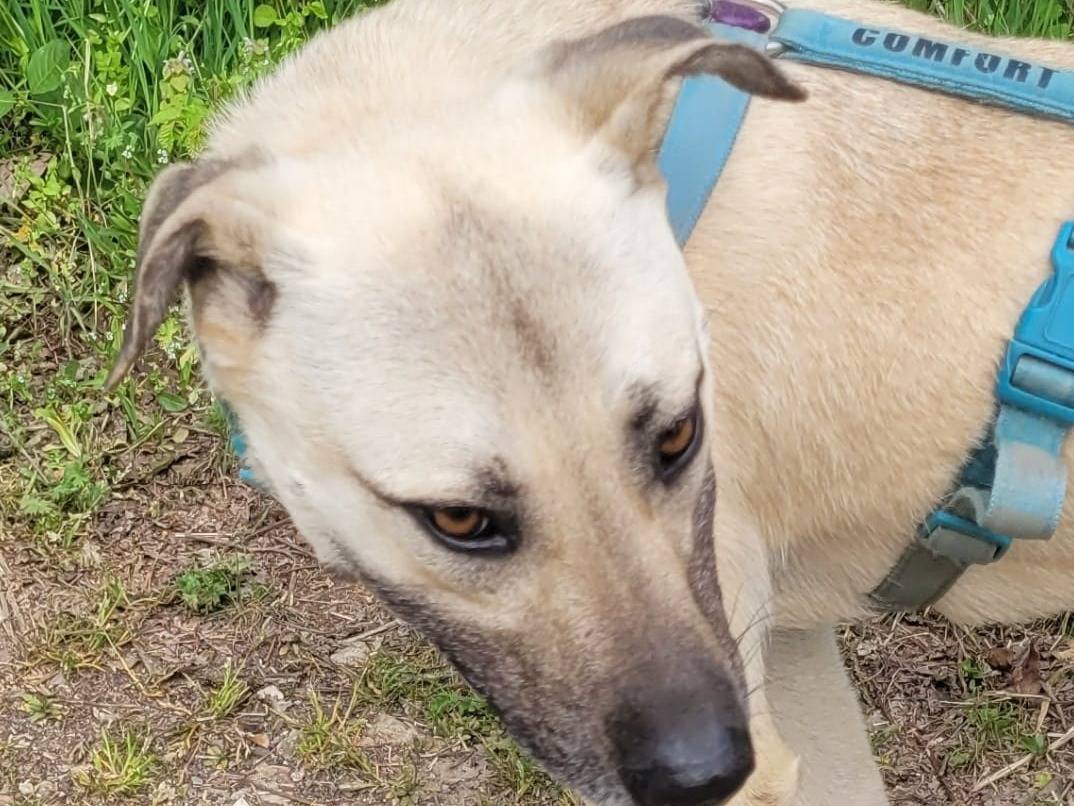 Vuoi adottare un cane a Milano?