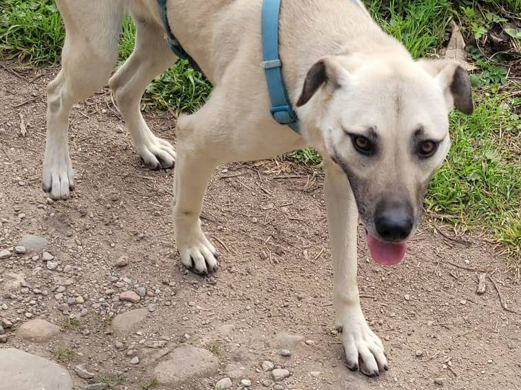 Adotta il cane GIPSY a Milano
