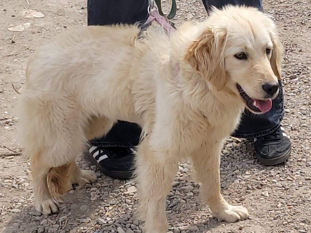 Adotta un cane, femmina, 1 anno e 4 mesi , Milano