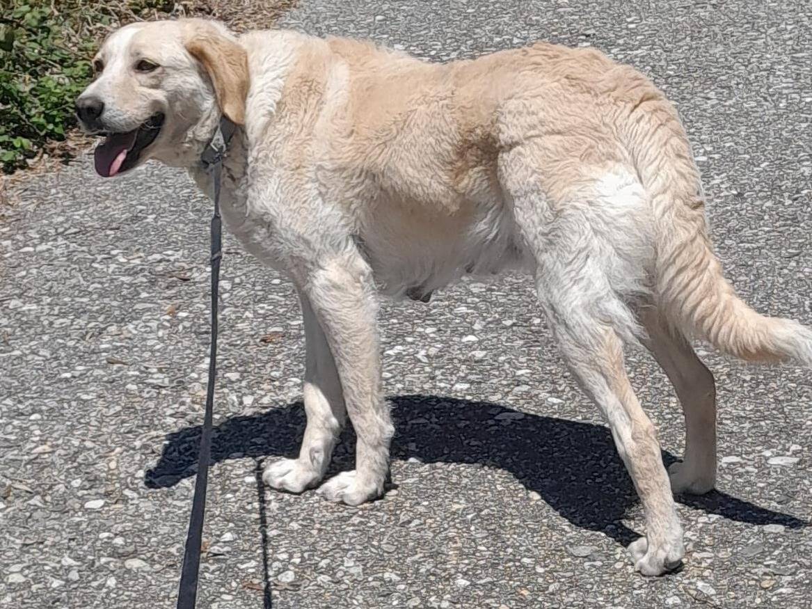 Adotta un cane, femmina, 1 anno e 11 mesi , Vibo
