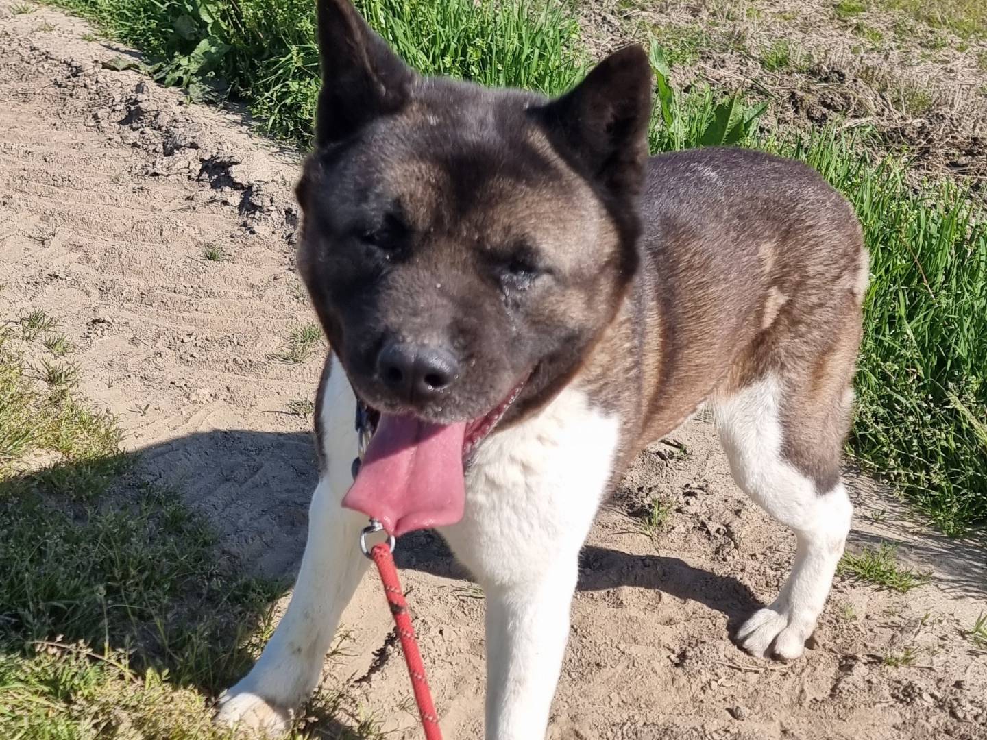 Adotta un cane, femmina, 2 anni  e 4 mesi , Pavia