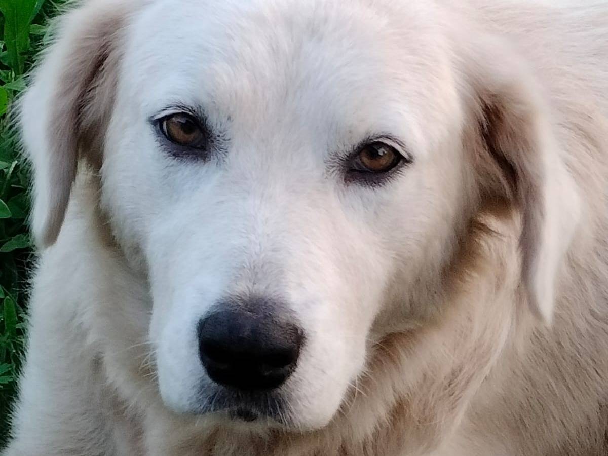 Foto dell'animale