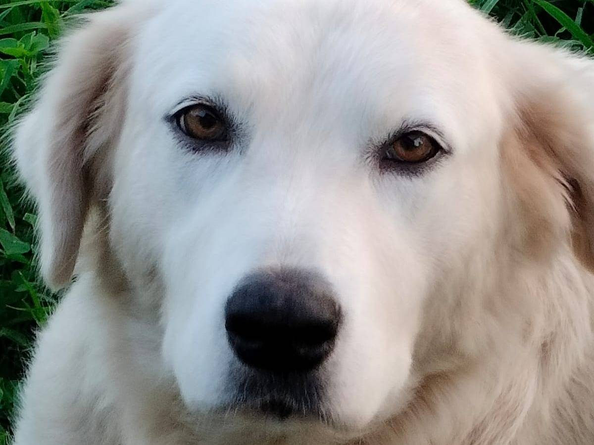Adotta un cane, femmina, 2 anni  e 8 mesi , Frosinone