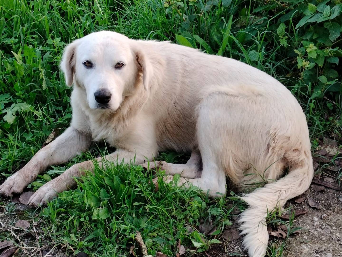 Adotta un cane, taglia media, femmina, Frosinone