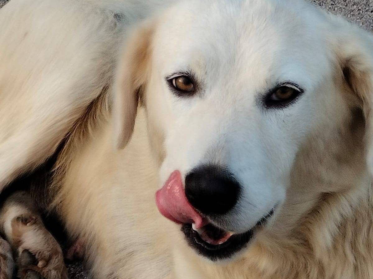 Vuoi adottare un cane a Frosinone?