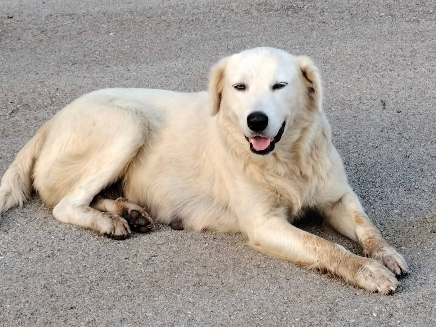 Adotta il cane CLARA a Frosinone