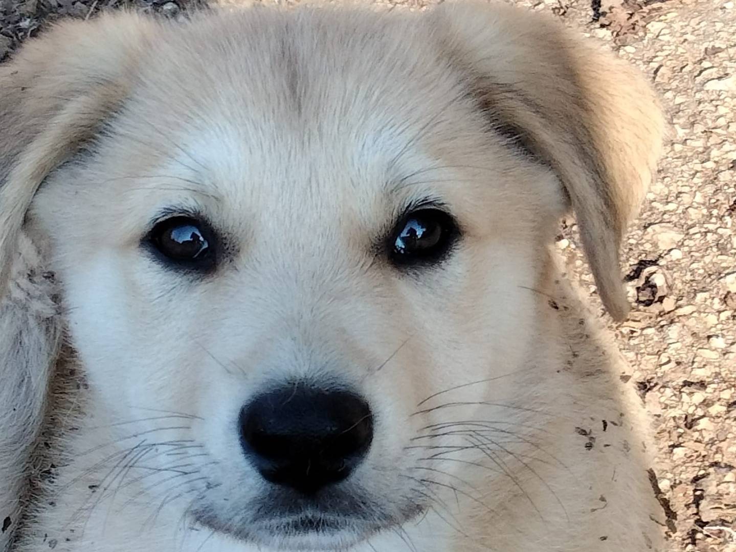 Foto dell'animale