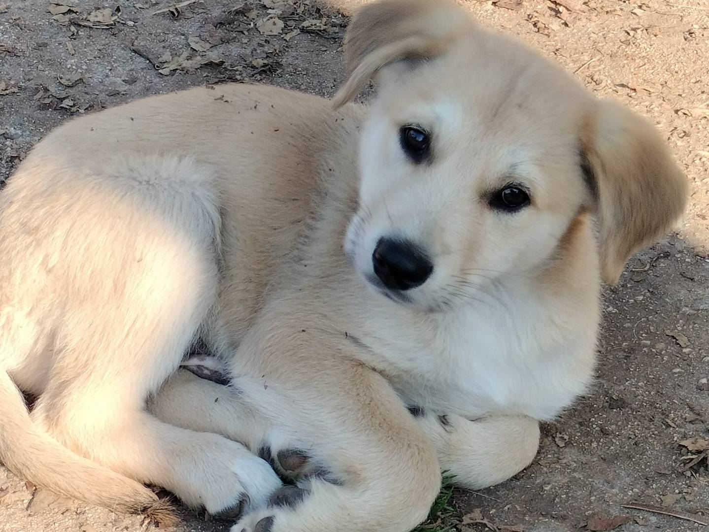 Adotta un cane, maschio, 5 mesi, Frosinone