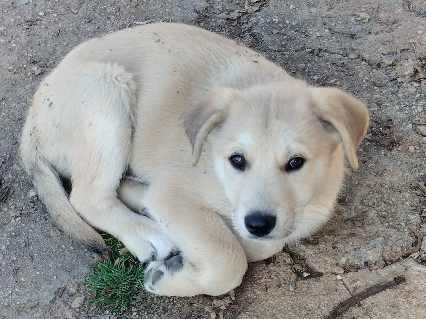 Adotta un cane, taglia media contenuta, maschio, Frosinone